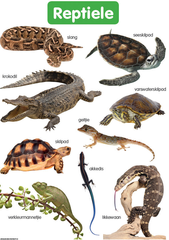 Chart: Shuters Hand In Hand Gr R Afrik: Reptiele A2 ISBN/SKU: 9780796077141