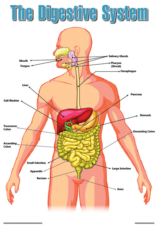 Chart: The Human Digestive System Poster A2 ISBN/SKU: 9781920586065