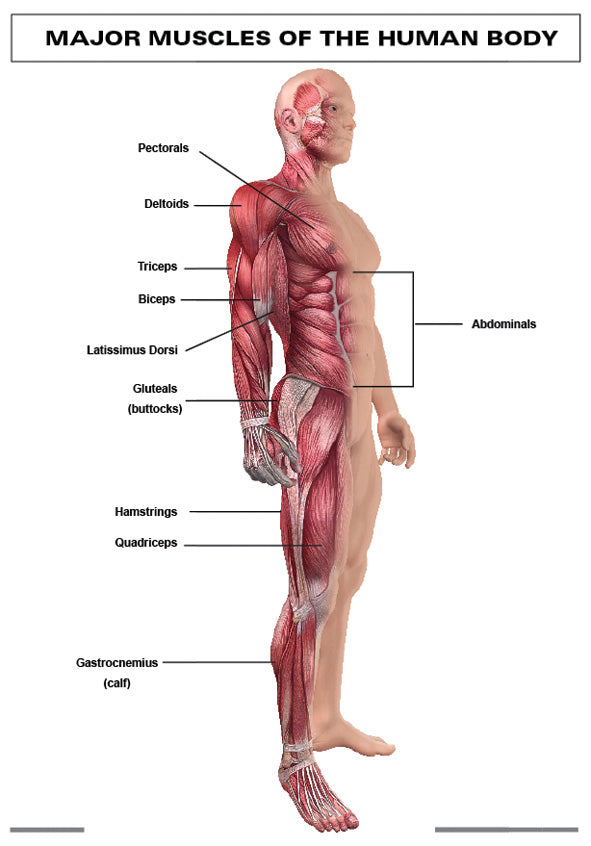 Chart: Major Muscles Of The Human Body A1 (Flat) ISBN/SKU: 9781920586119