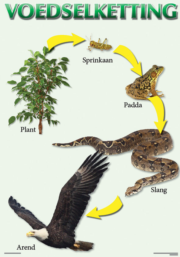 Chart: Voedselketting A2 ISBN/SKU: 9781920586256