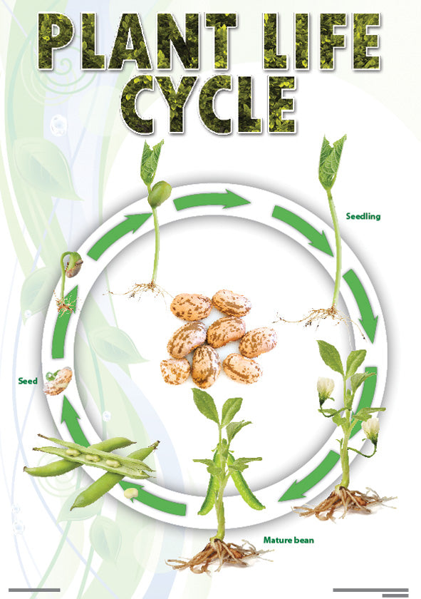 Chart: Plant Life Cycle (Bean) A2 (Flat) ISBN/SKU: 9781920586263