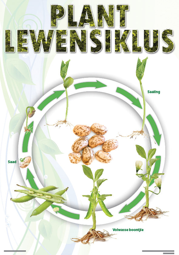Chart: Plant Lewensiklus (Boontjie) A2 ISBN/SKU: 9781920586270