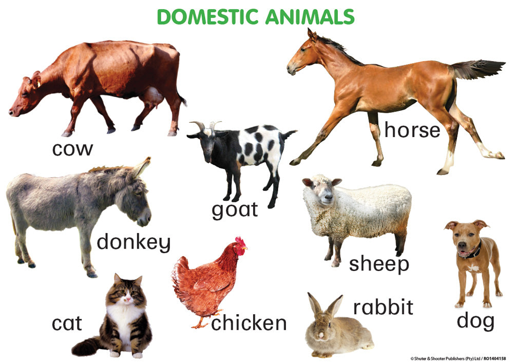 Chart: Domestic Animals A2 ISBN/SKU: 9781920615031