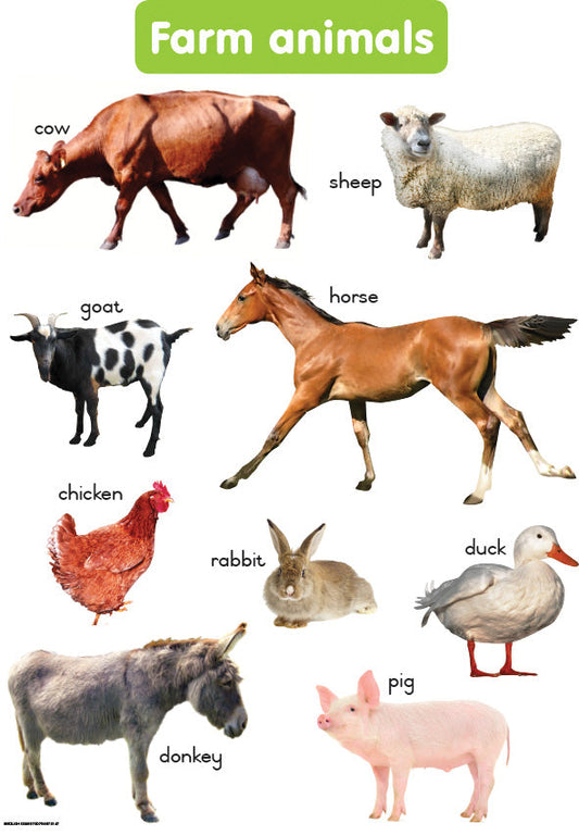 Chart: Shuters Hand In Hand Gr R: Farm Animals A2 ISBN/SKU: 9780796075147