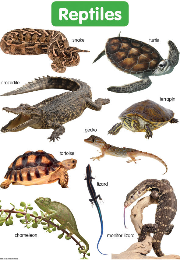 Chart: Shuters Hand In Hand Gr R: Reptiles A2 ISBN/SKU: 9780796075161