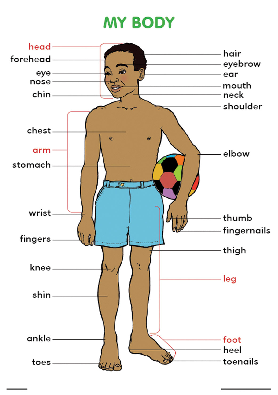 Chart: My Body A2 ISBN/SKU: 9781920336615