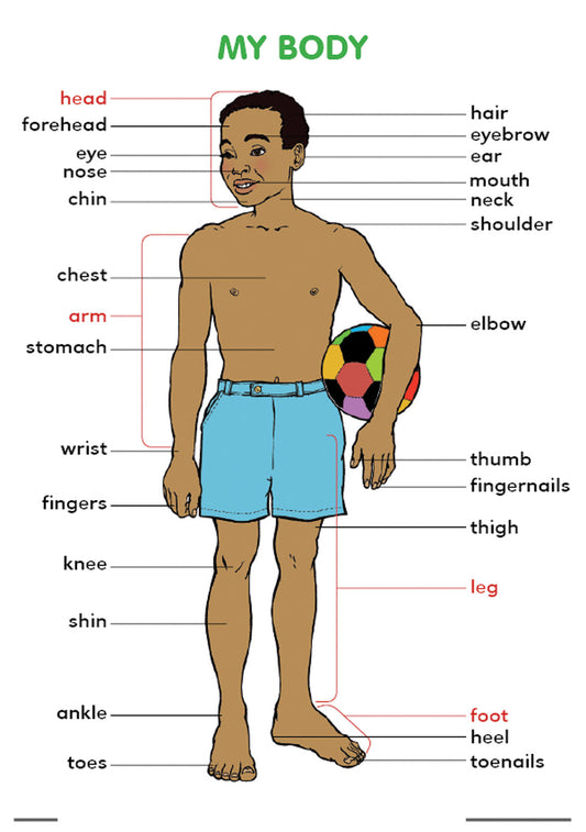 Chart: My Body A2 ISBN/SKU: 9781920336615