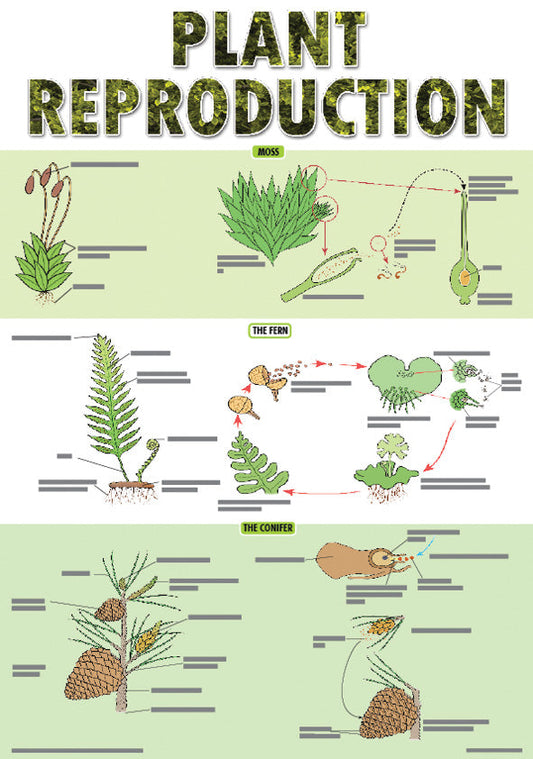 Chart: Plant Reproduction Poster A2 ISBN/SKU: 9781920586041