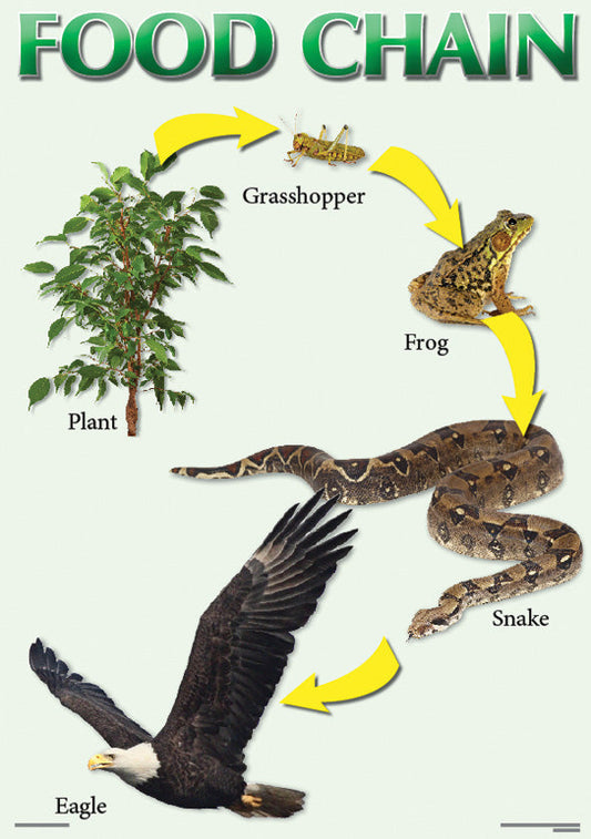 Chart: Food Chain A2 (Flat) ISBN/SKU: 9781920586249
