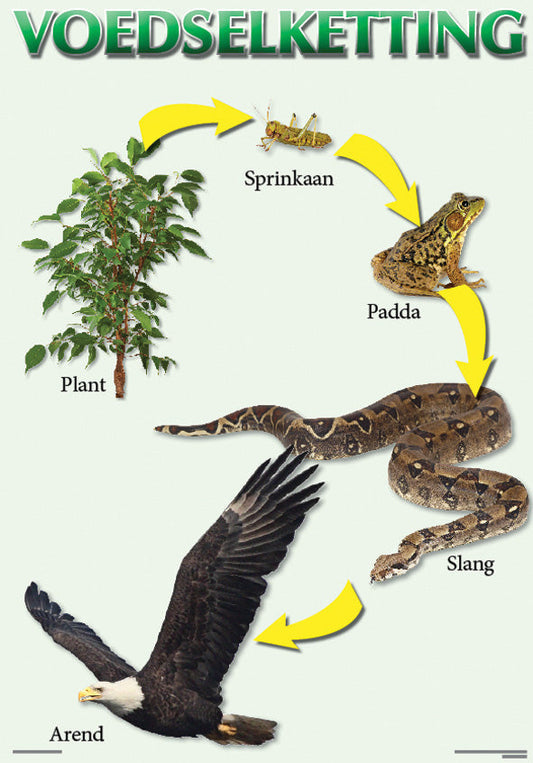 Chart: Voedselketting A2 ISBN/SKU: 9781920586256