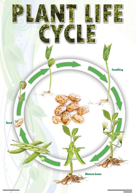 Chart: Plant Life Cycle (Bean) A2 (Flat) ISBN/SKU: 9781920586263