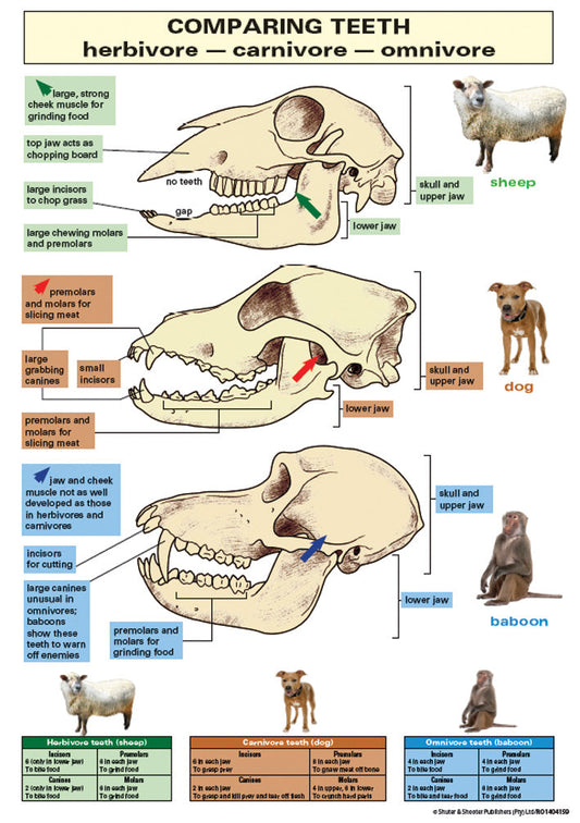 Chart: Comparing Teeth A1 ISBN/SKU: 9781920615048