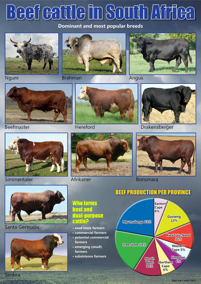 Chart: Beef Cattle In South Africa A2 (Flat) ISBN/SKU: 9781920615451