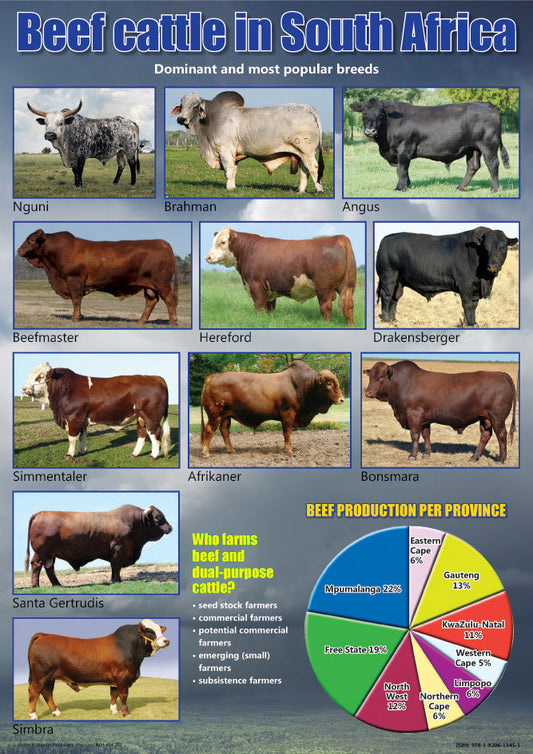 Chart: Beef Cattle In South Africa A2 (Flat) ISBN/SKU: 9781920615451
