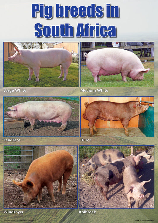 Chart: Pig Breeds In South Africa A2 (Flat) ISBN/SKU: 9781920615468