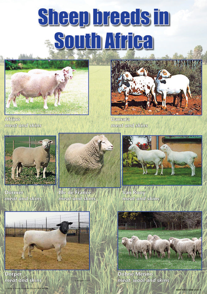 Chart: Sheep Breeds In South Africa A2 (Flat) ISBN/SKU: 9781920615475