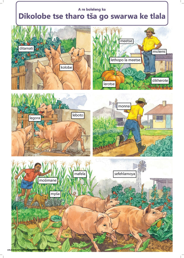 Chart: Lets Talk About Three Hungry Pigs Xitsonga A2 ISBN/SKU: 9781928271611